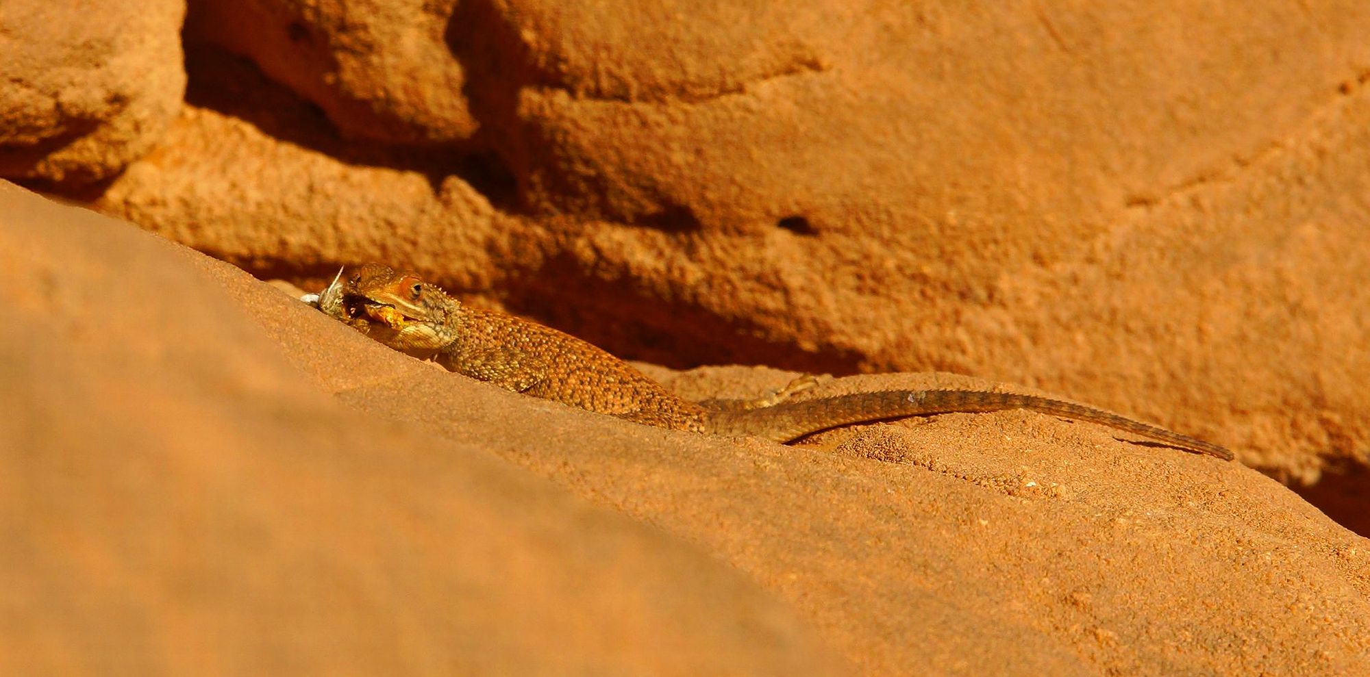 Обедающий геккон