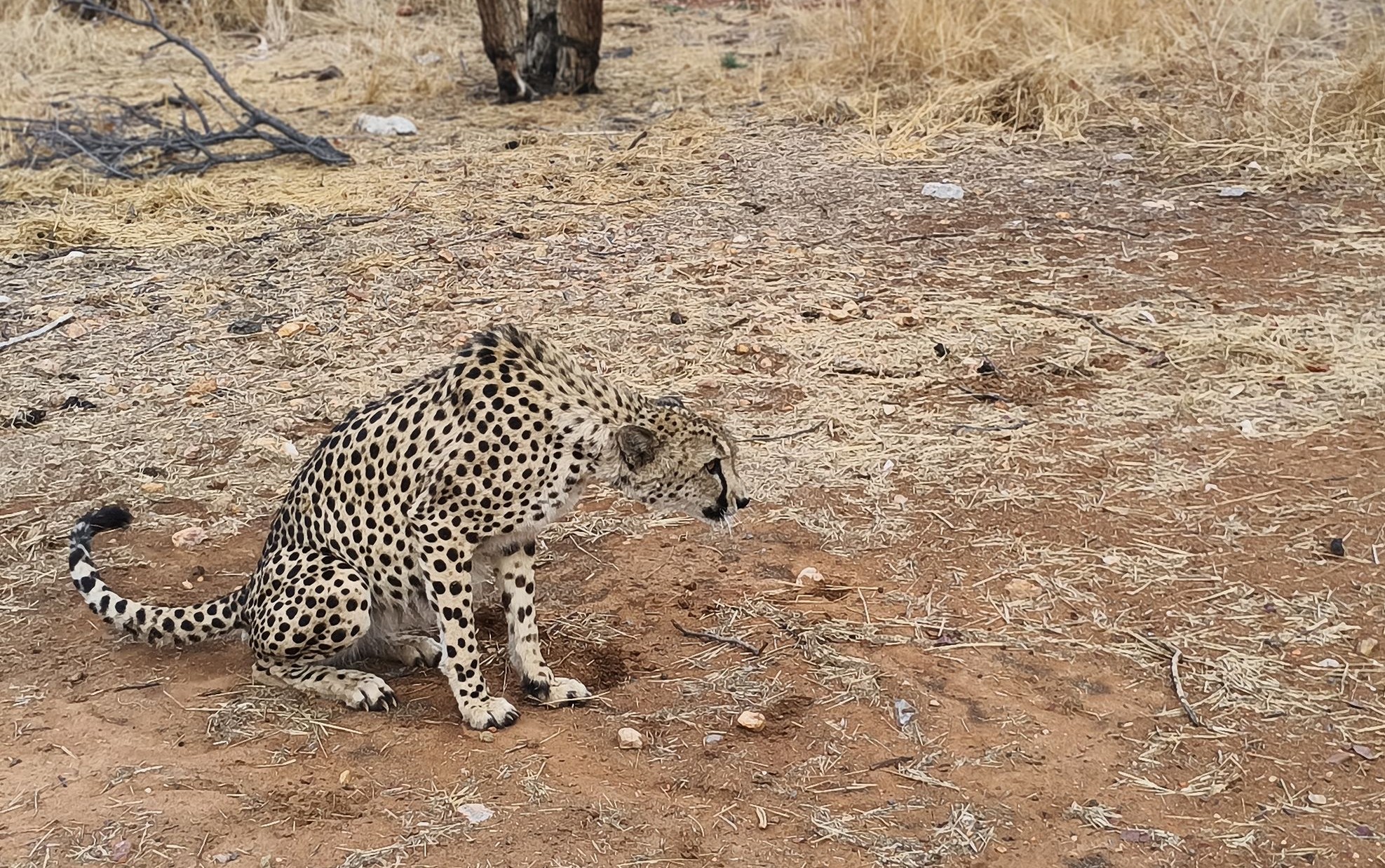 Самец гепарда настроен недружелюбно