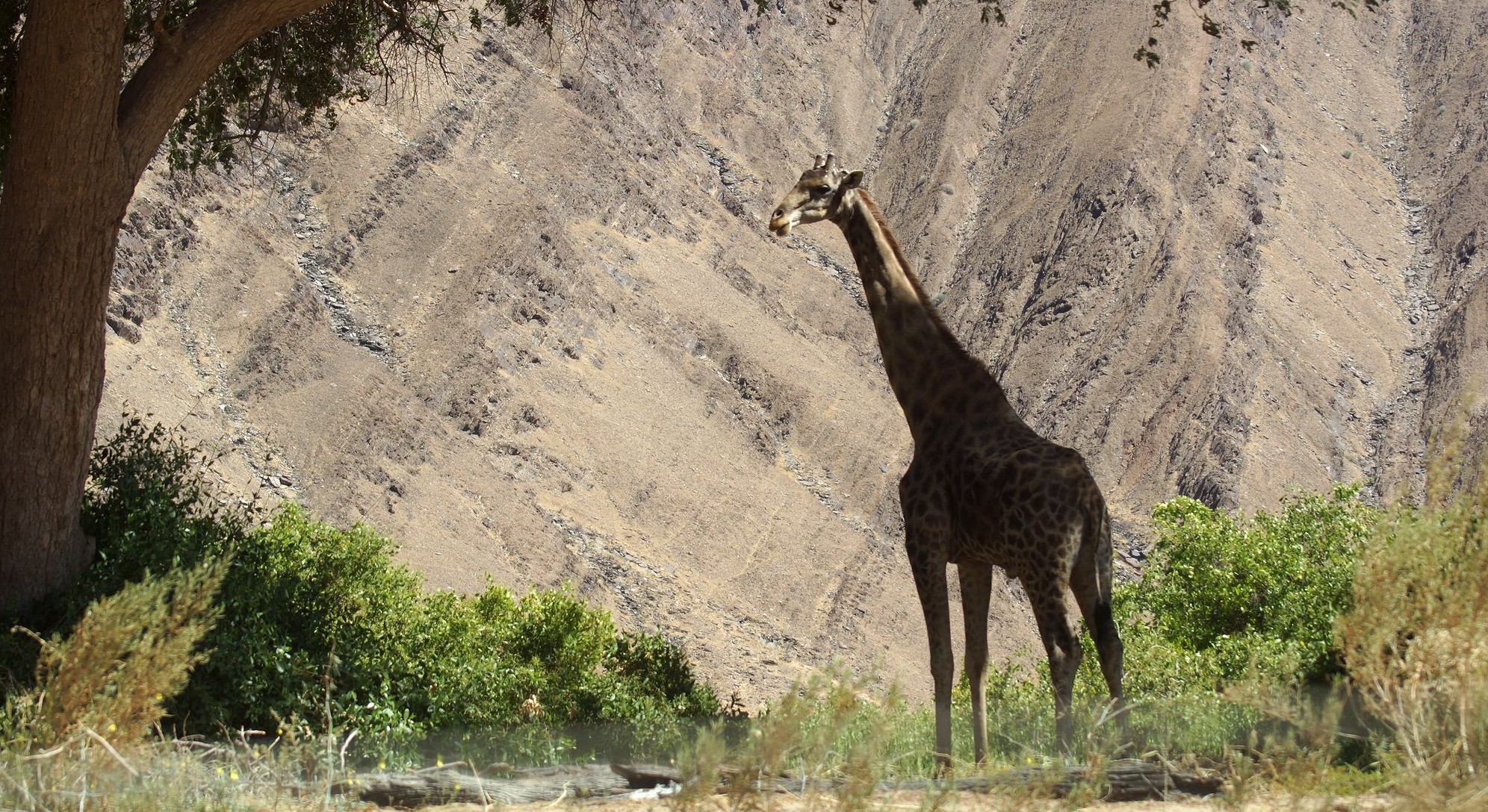 Дымчатый (намибийский) жираф