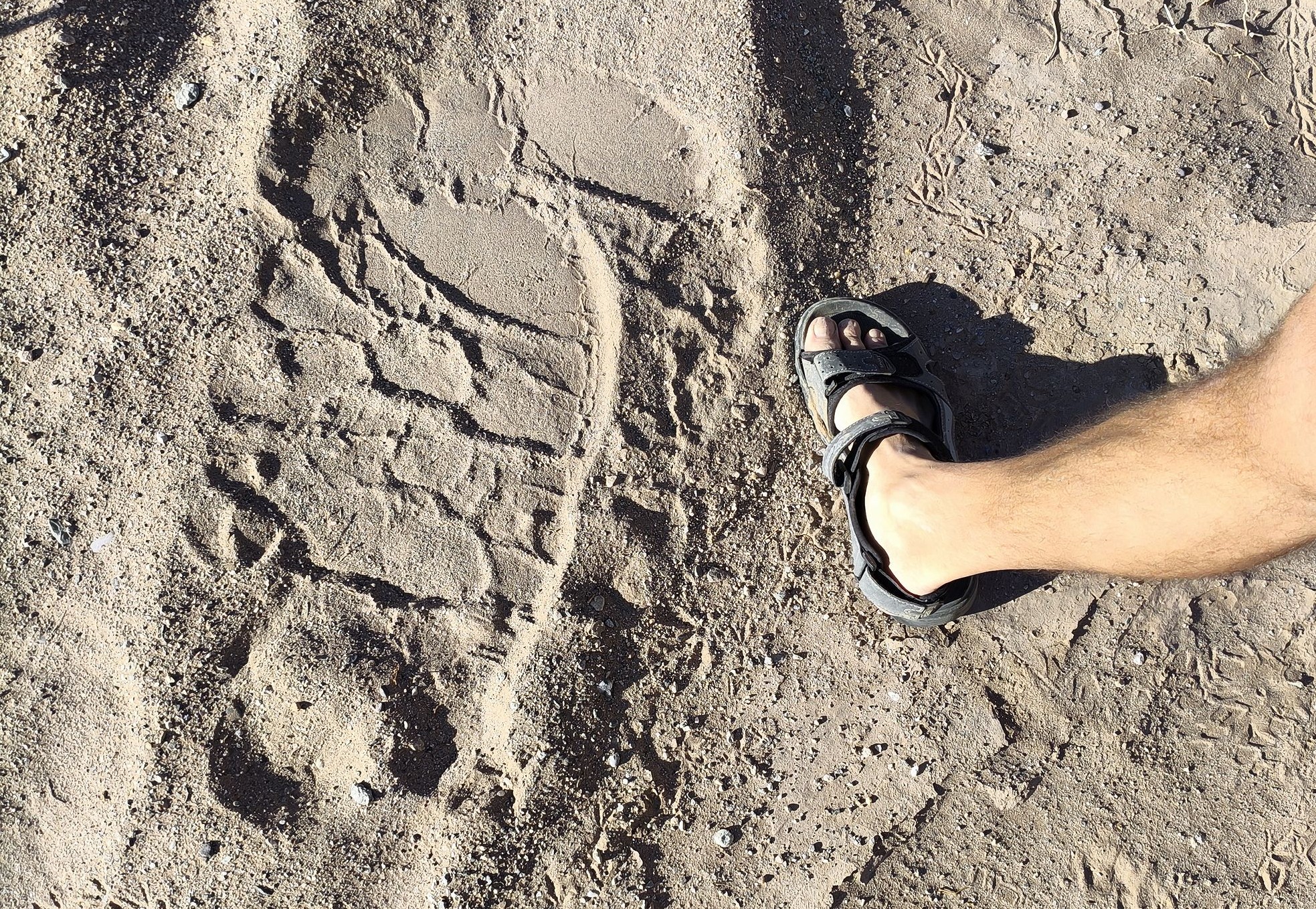 След пустынного слона