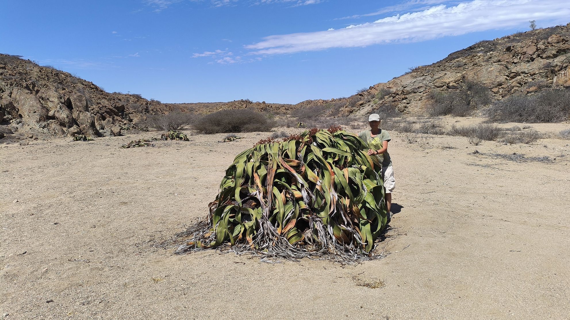 Гигантская вельвичия