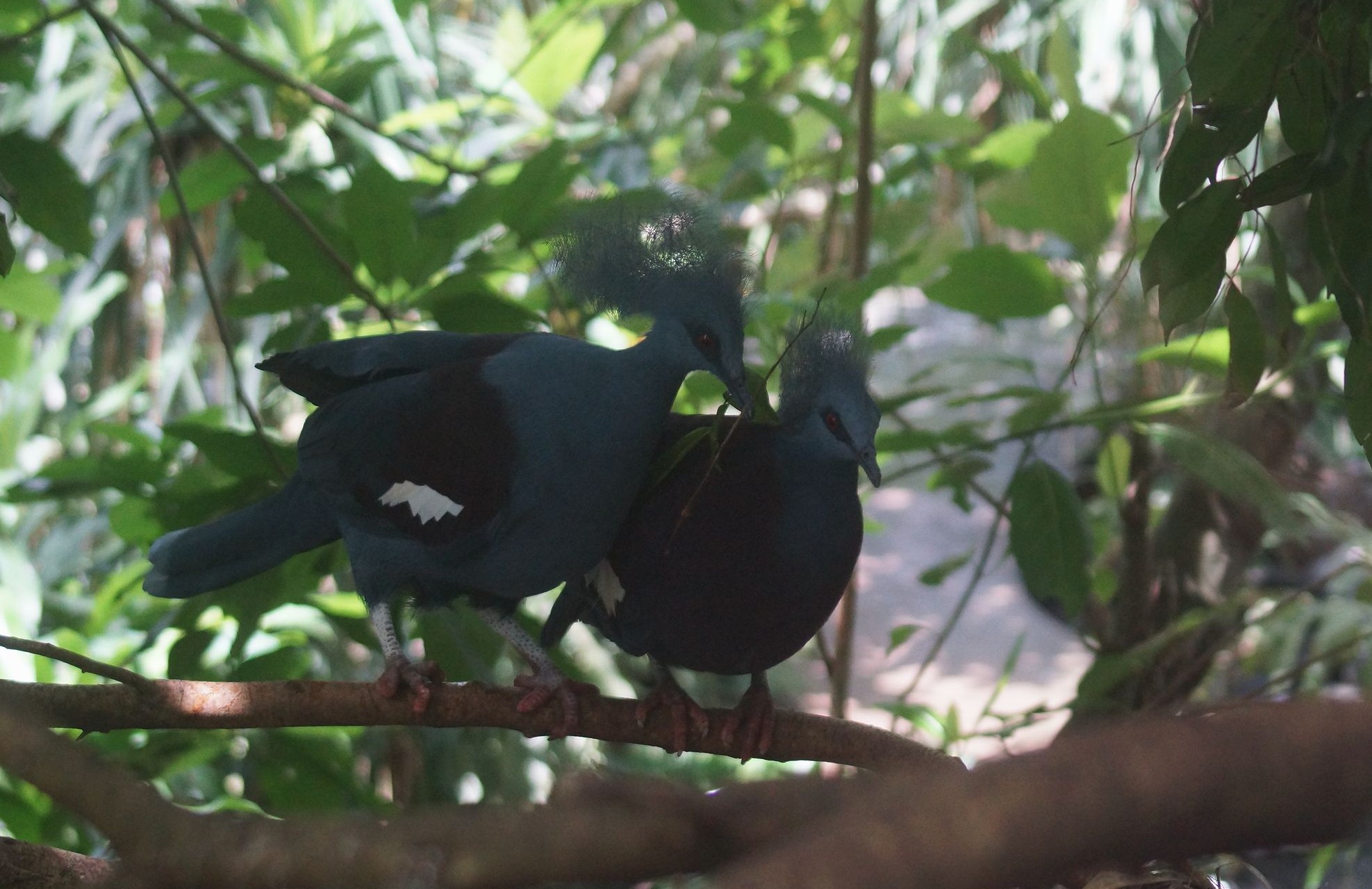Папуасские птицы (Коронованные голуби)