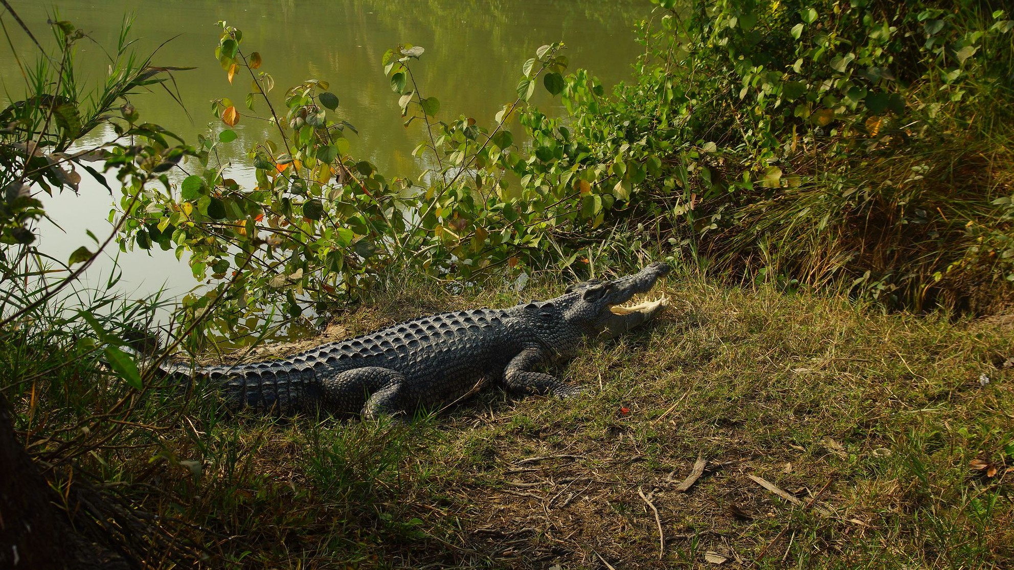 Гребнистый крокодил