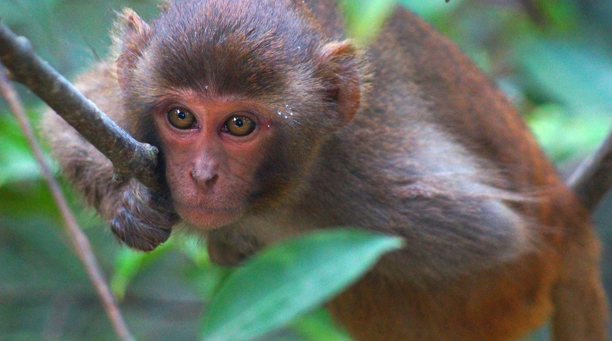 Макака-резус